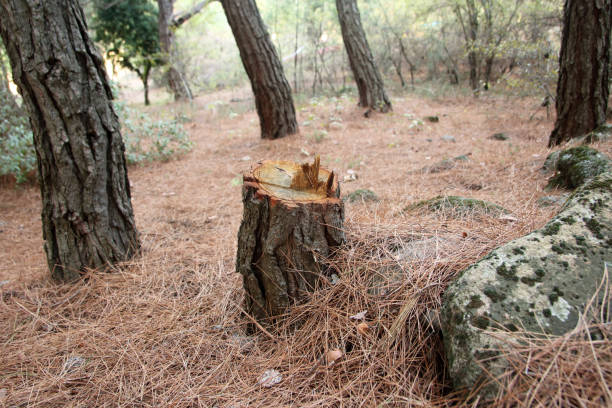 Best Lot and Land Clearing  in Merchantville, NJ