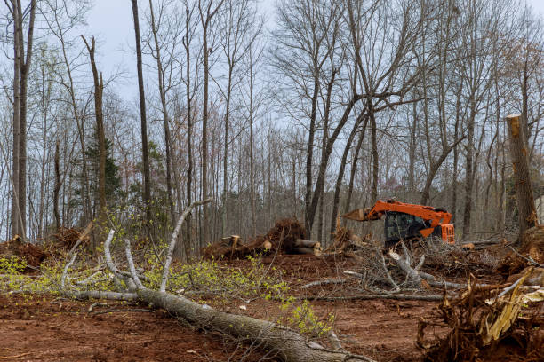 Best Tree Risk Assessment  in Merchantville, NJ