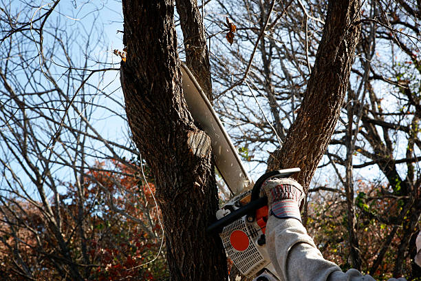 Best Storm Damage Tree Cleanup  in Merchantville, NJ